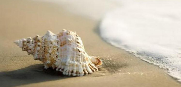 食用受污染螺貝當(dāng)心有機錫中毒